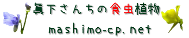 ましもサンちのしょくちゅうしょくぶつ